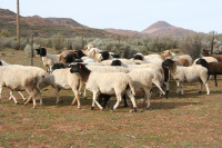 Sheep farming is an important livelihood for small-scale farmers in the Namakwa region in South Africa