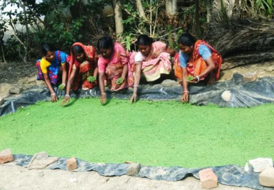 Women’s group involved in Azolla cultivation.